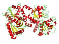 Lactoferrin bovine pure